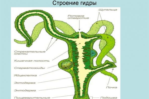 Как выводить деньги с кракена